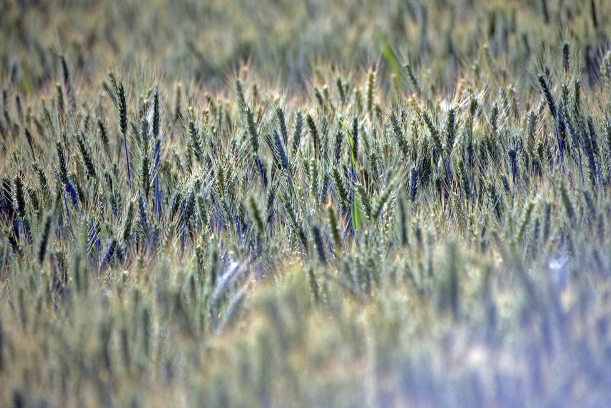 Ernährungswissenschaft Profesionelle Übersetzung Übersetzungsbüro Wien Nativy